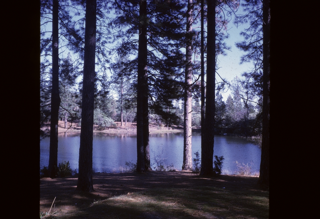 looking at lake through trees
