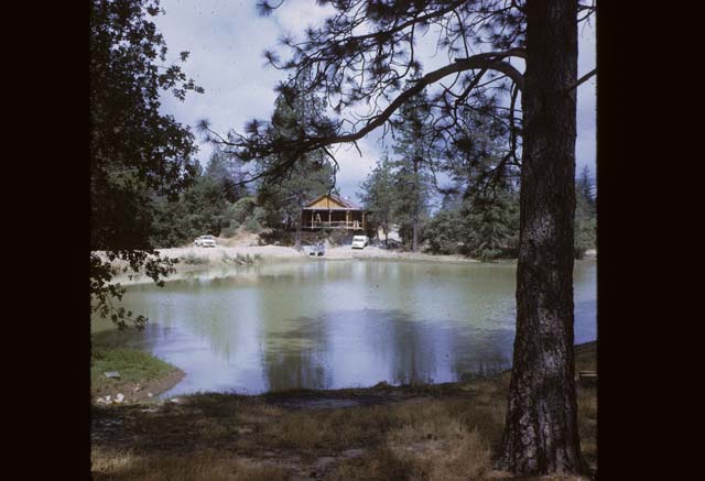 willow from across pond