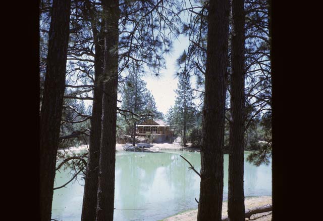 willow across pond from behind trees