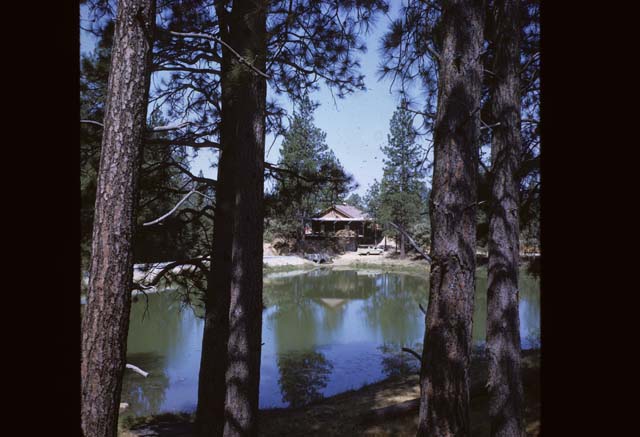 willow from across the pond behind trees