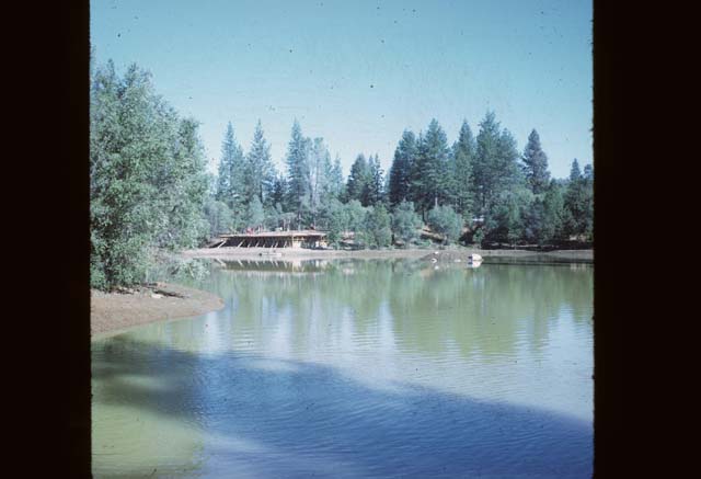 willow from across pond