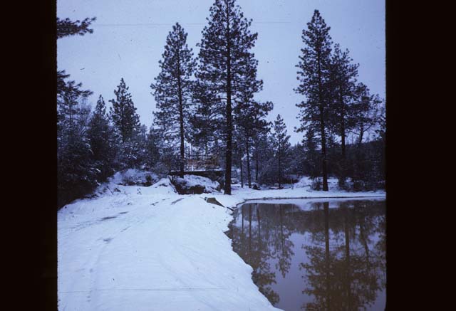snowy walkway to willow