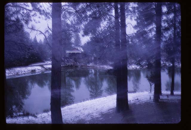 willow construction from across pond