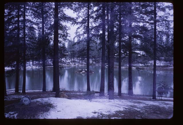 willow through trees