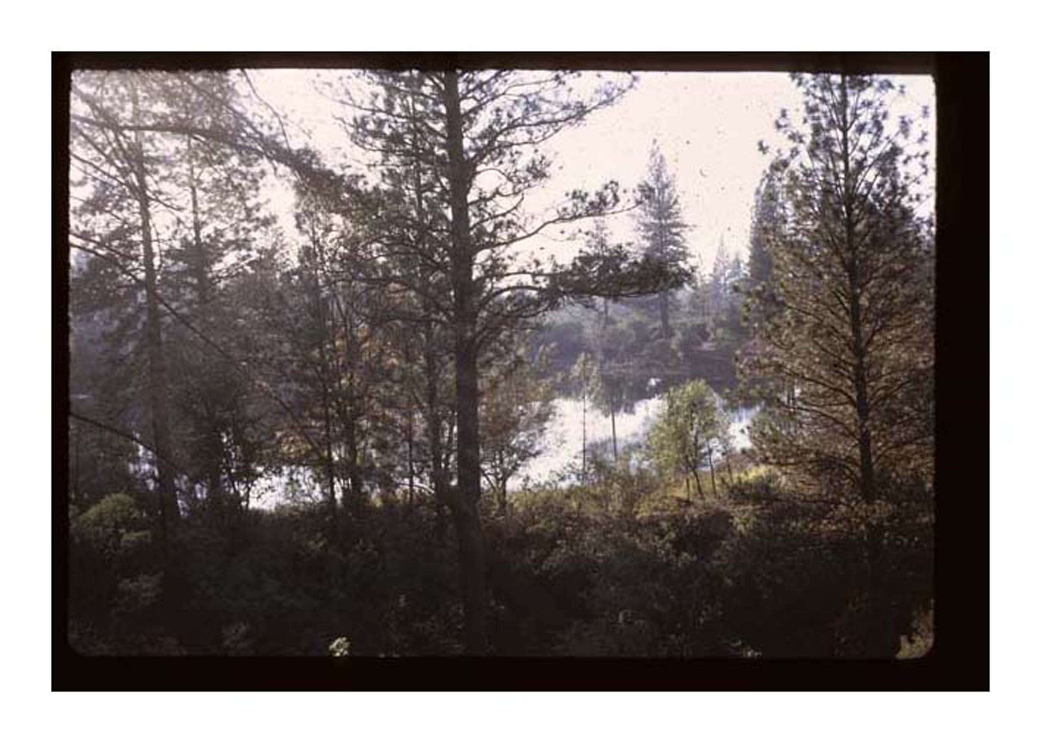 trees looking at lake