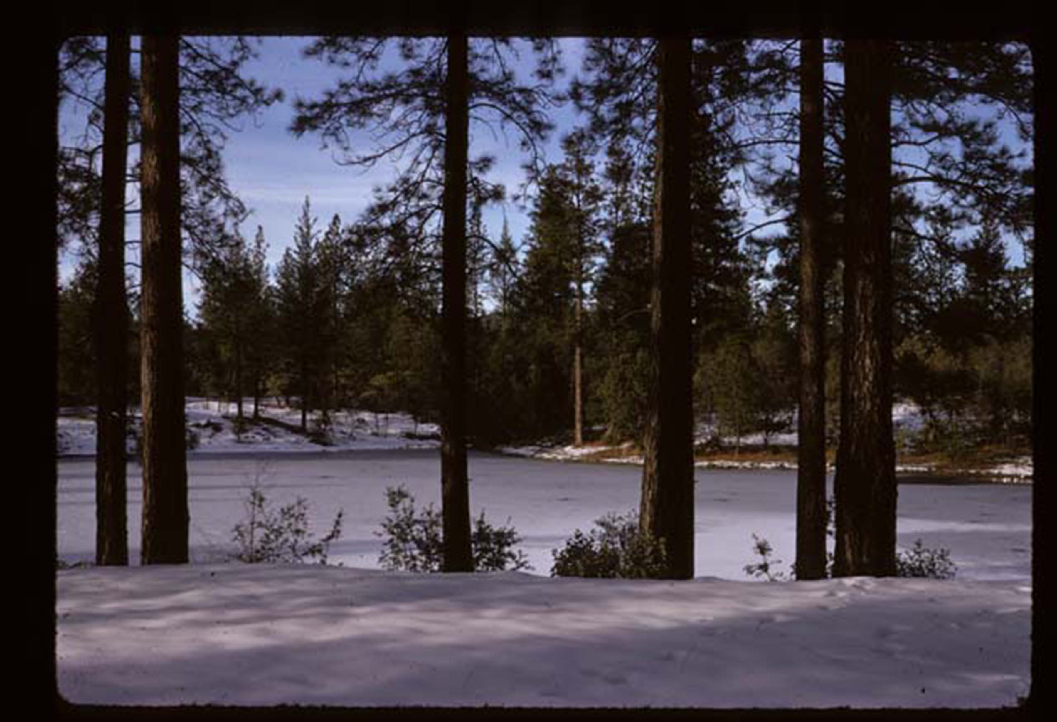 looking through trees before lake build
