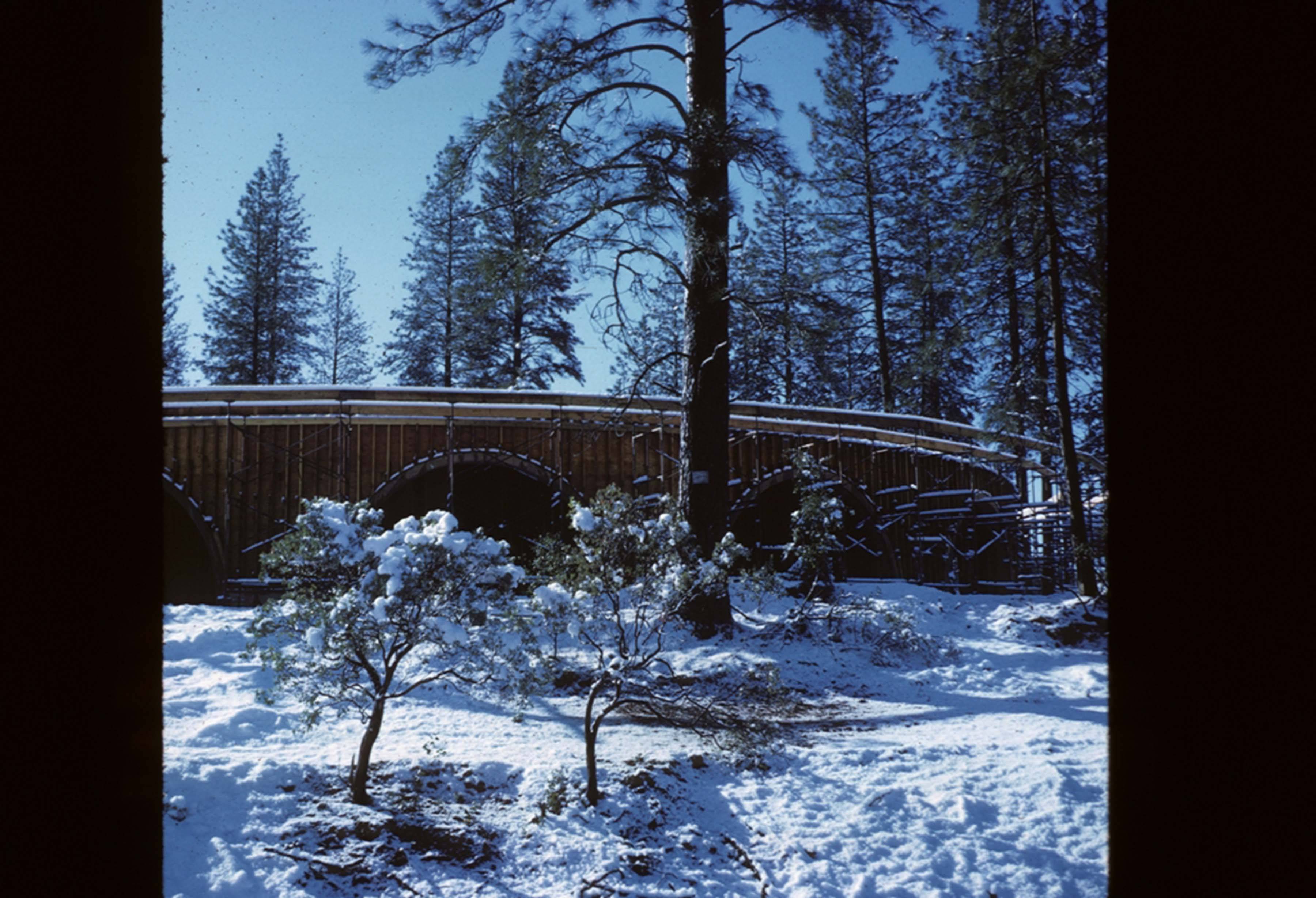 looking up at manzanita in the snow
