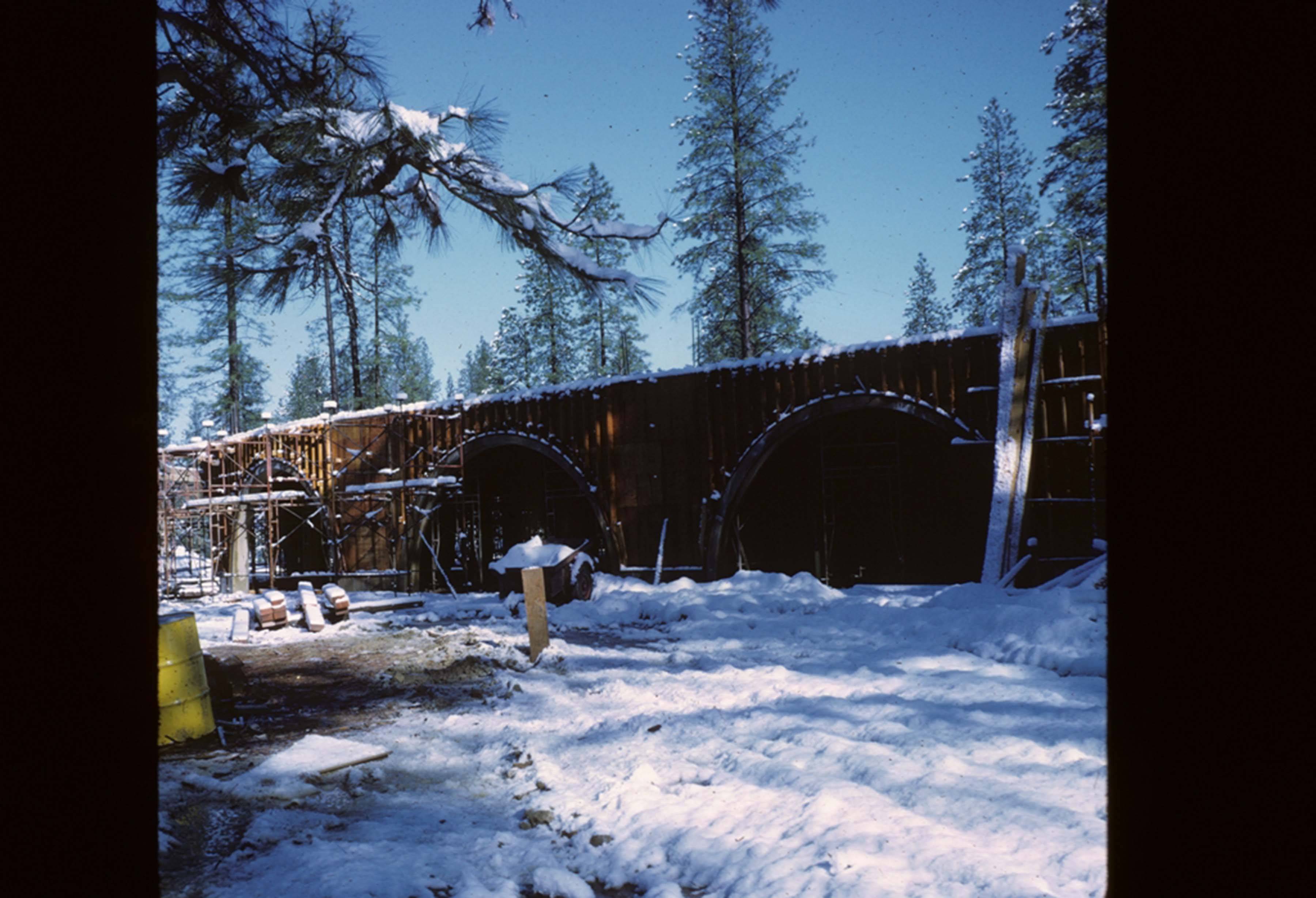 manzanita in the snow