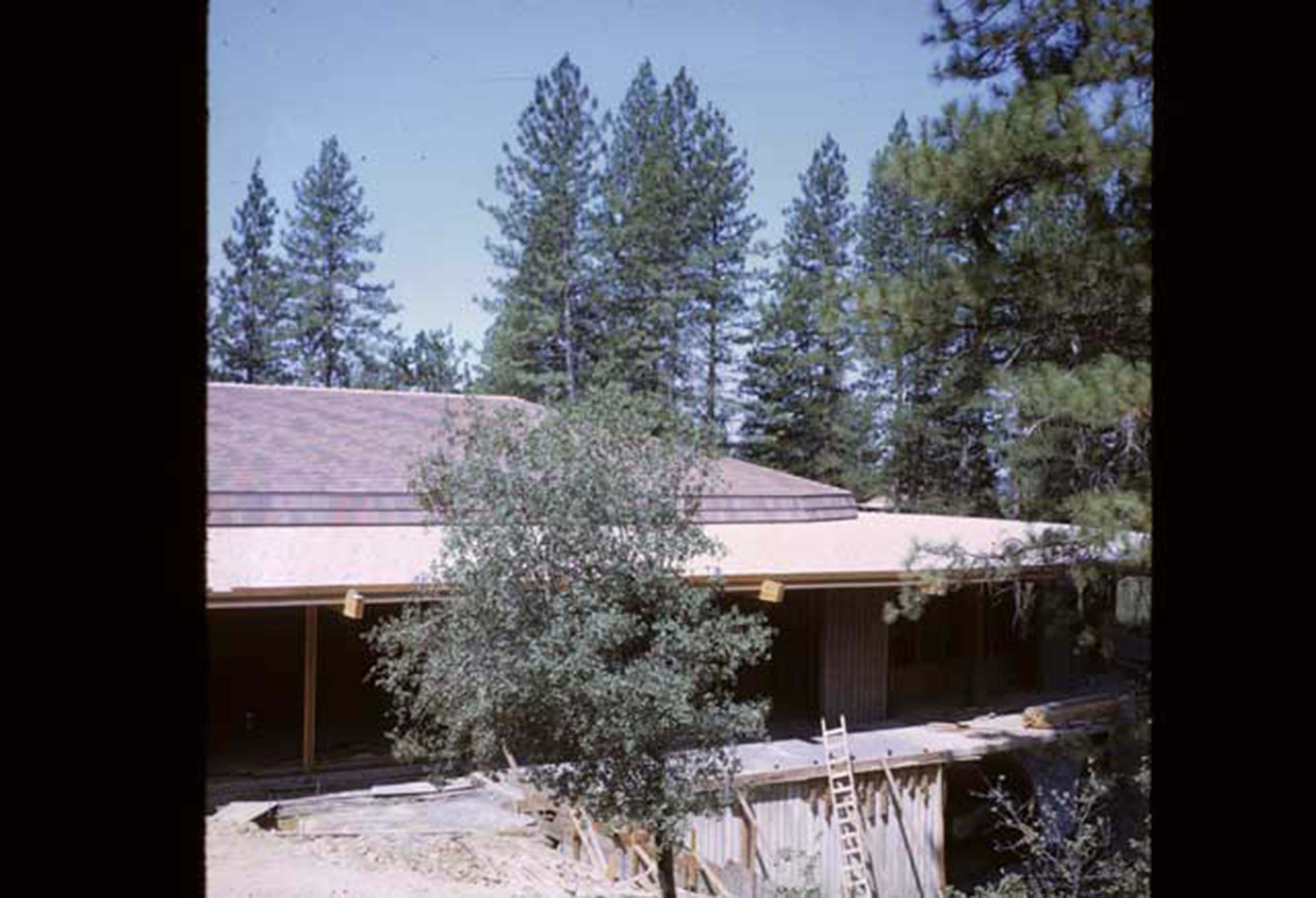 side view of manzanita before rock siding